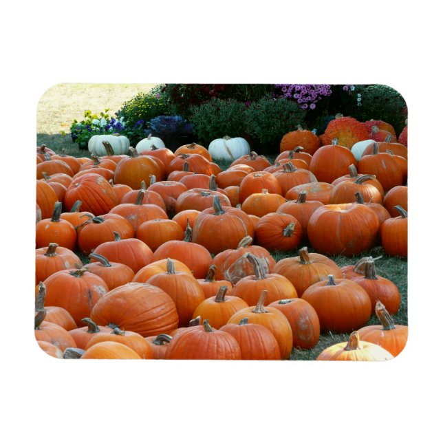 Pumpa och Mums Höstskördsfotografering Magnet (Horisontell)