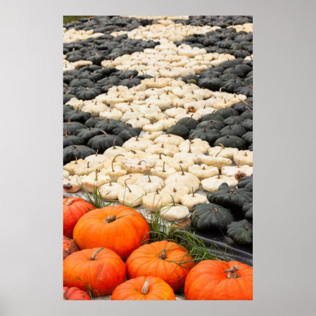 Pumpa och squashmönster, Tyskland Poster (Framsidan)