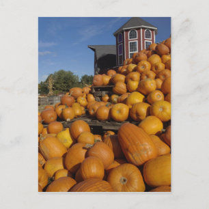 Pumpa på gård på hösten nära Concord, Vykort