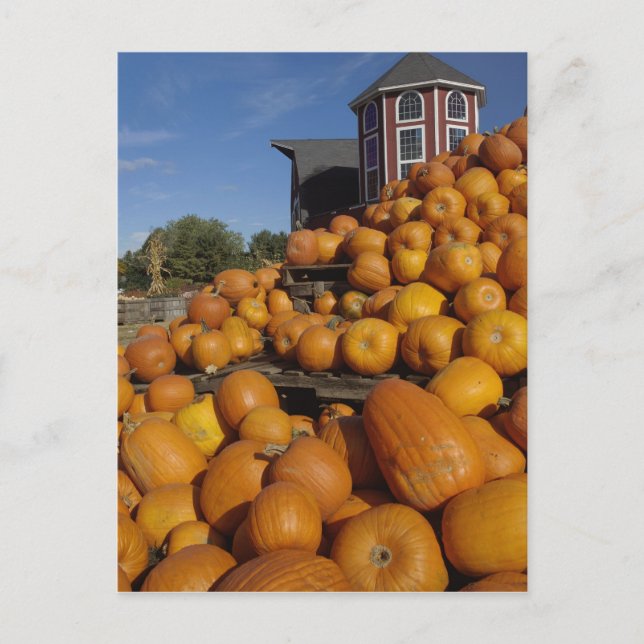 Pumpa på gård på hösten nära Concord, Vykort (Framsida)