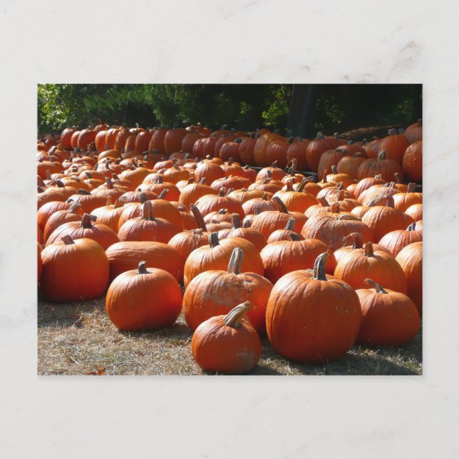Pumpa Patch Höst Skördefotografering Vykort (Framsida)