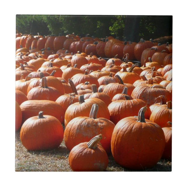 Pumpa Patch Höstskörd Fotografi Kakelplatta (Framsidan)