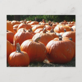 Pumpafoto för höst, Halloween eller Thanksgiving Helg Vykort