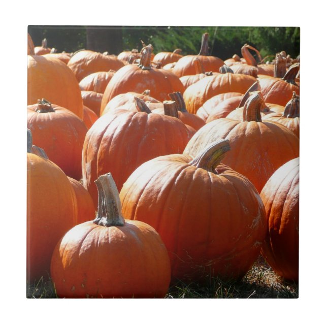 Pumpafoto för höst, Halloween eller Thanksgiving Kakelplatta (Framsidan)