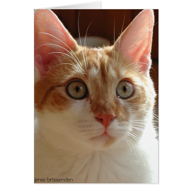 Pumpernickel Hälsningskort (Framsidan)