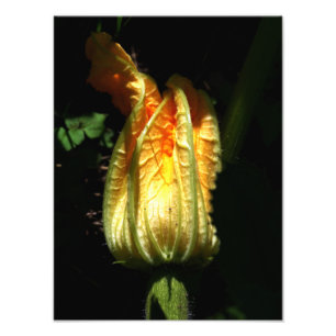 Pumpkin Blommar Photo , botaniskt Skriv ut Fototryck