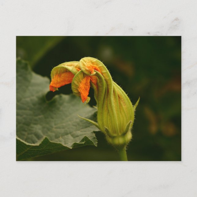 Pumpkin-Blommar Vykort (Framsida)