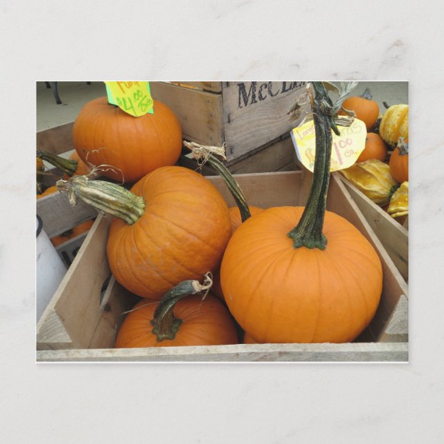 Pumpkin Bunch Vykort (Framsida)