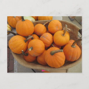 Pumpkin Bundle Vykort