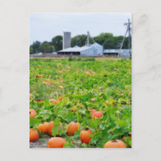 Pumpkin Farm Vykort