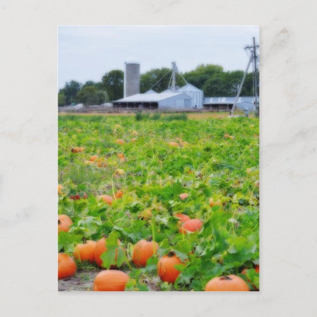 Pumpkin Farm Vykort (Framsida)