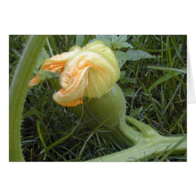 Pumpkin Forming-kort Hälsningskort (Framsidan Horizontal)