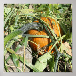Pumpkin-fotografi över vinfallsmönster poster