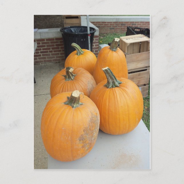 Pumpkin Group Vykort (Framsida)