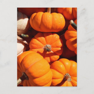 Pumpkin halloween jack o lantern orange pumpor vykort