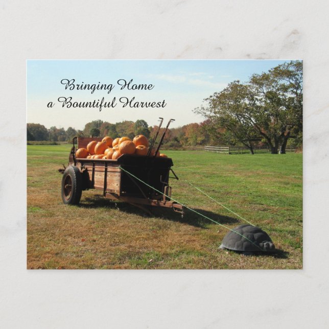 Pumpkin Harvest - vykort (Framsida)