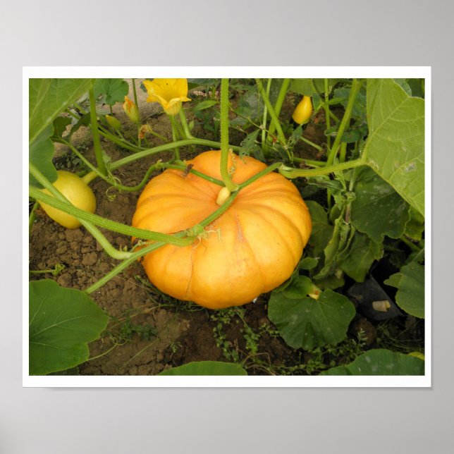 Pumpkin i Garden Poster (Framsidan)
