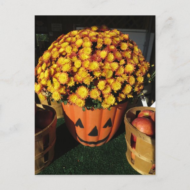 Pumpkin Morsa Vykort (Framsida)