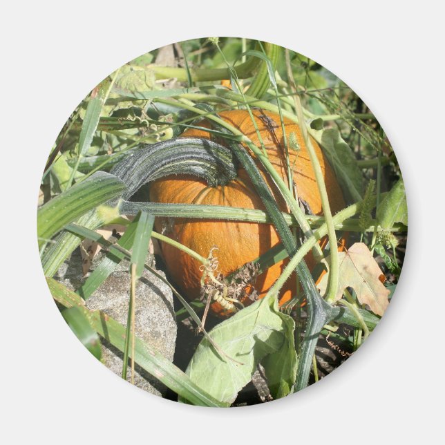 Pumpkin on Vine Nature Photography Magnet (Framsidan)
