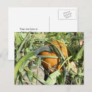 Pumpkin on Vine Nature Photography Personlig Vykort
