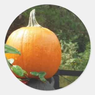 Pumpkin på Black Fence Runt Klistermärke