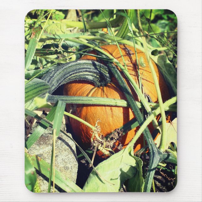 Pumpkin på vinets natur musmatta (Framsidan)