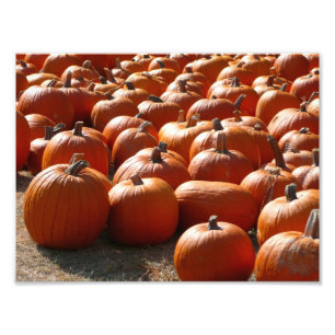 Pumpkin Patch Autumn Harvest Photography Fototryck