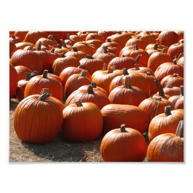 Pumpkin Patch Autumn Harvest Photography Fototryck (Framsidan)