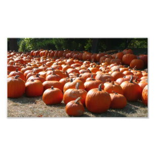 Pumpkin Patch Autumn Harvest Photography Fototryck