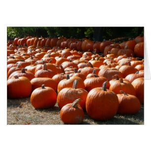 Pumpkin Patch Autumn Harvest Photography Hälsningskort
