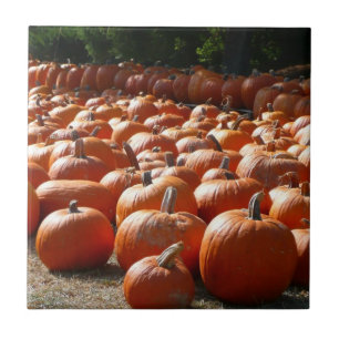 Pumpkin Patch Autumn Harvest Photography Kakelplatta