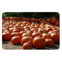 Pumpkin Patch Autumn Harvest Photography