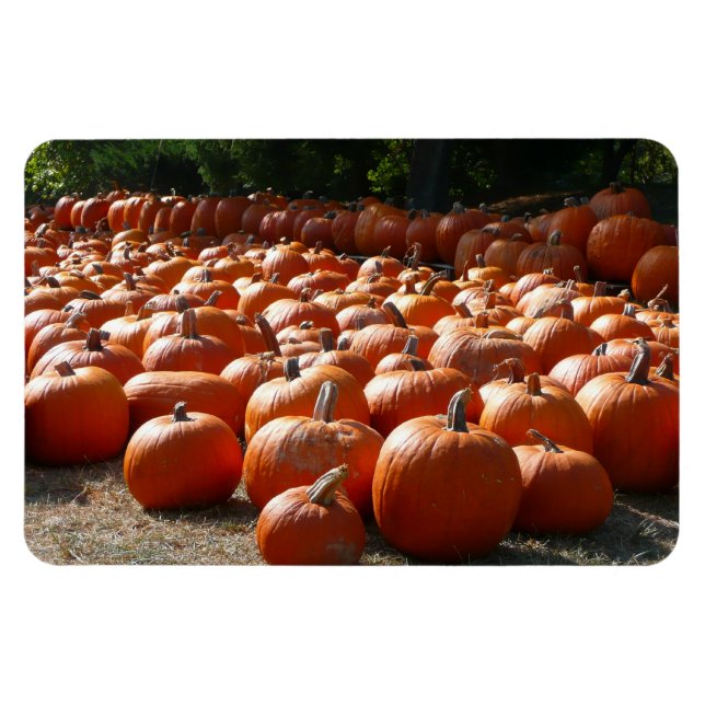 Pumpkin Patch Autumn Harvest Photography Magnet (Horisontell)