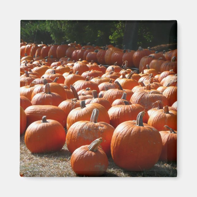Pumpkin Patch Autumn Harvest Photography Magnet (Framsidan)