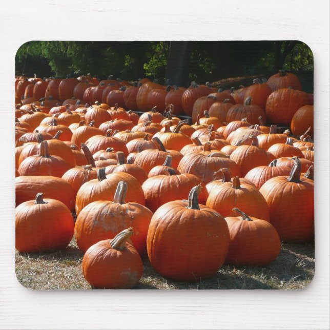 Pumpkin Patch Autumn Harvest Photography Musmatta (Framsidan)