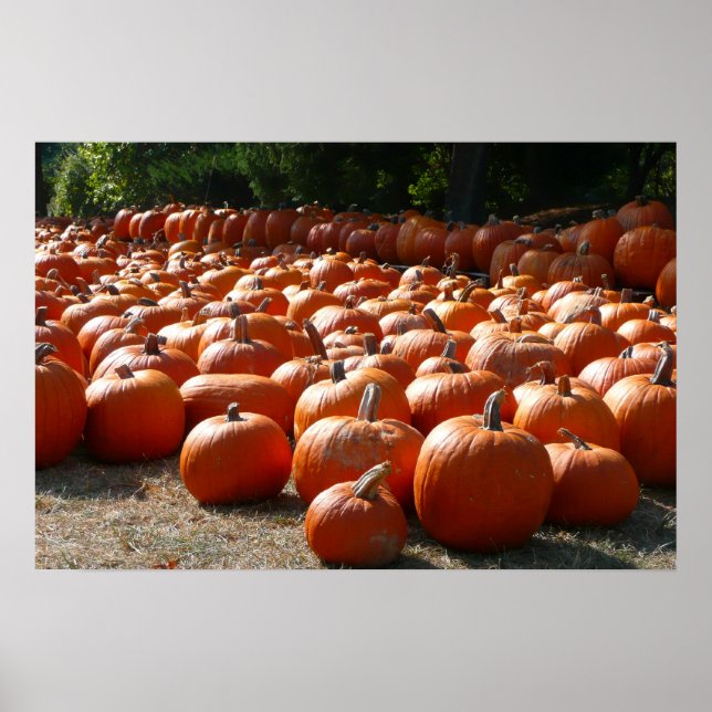 Pumpkin Patch Autumn Harvest Photography Poster (Framsidan)