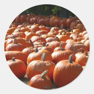 Pumpkin Patch Autumn Harvest Photography Runt Klistermärke