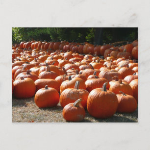 Pumpkin Patch Autumn Harvest Photography Vykort