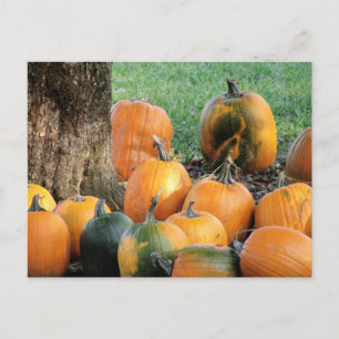 Pumpkin Patch av A Träd Vykort