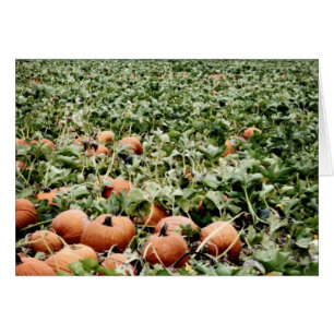 Pumpkin Patch in Lawrence, KS Hälsningskort
