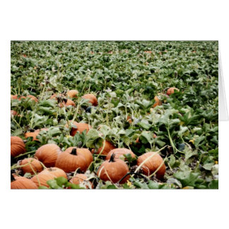 Pumpkin Patch in Lawrence, KS Hälsningskort