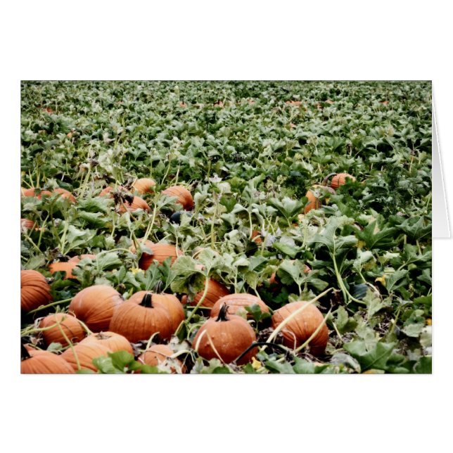 Pumpkin Patch in Lawrence, KS Hälsningskort (Framsidan Horizontal)
