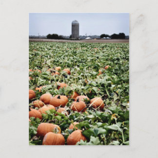 Pumpkin Patch in Lawrence, KS Vykort