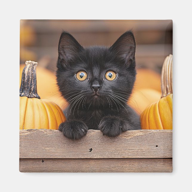 Pumpkin Patch Kitten Magnet (Framsidan)