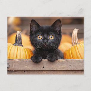 Pumpkin Patch Kitten Vykort