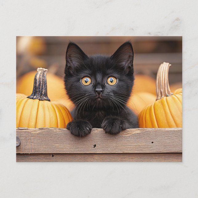 Pumpkin Patch Kitten Vykort (Framsida)