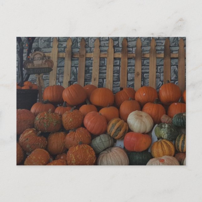 Pumpkin Patch Photo Pumpkins Thanksgiving Helgdag Helg Vykort (Framsida)