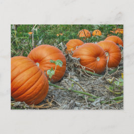 Pumpkin Patch Photo Vykort