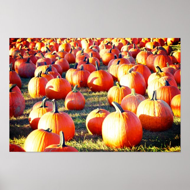 Pumpkin Patch Poster (Framsidan)