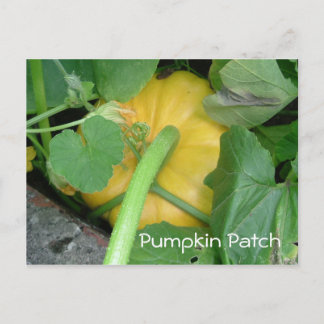 Pumpkin Patch Vykort